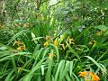 2012-0806-1420_Crocosmia_21.1